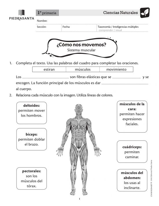 ¿Cómo nos movemos?