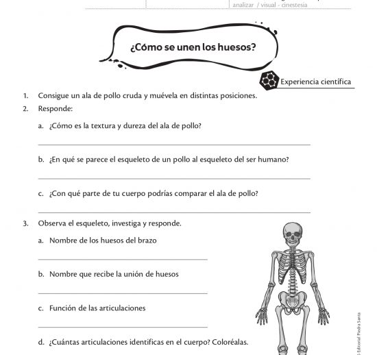¿Cómo se unen los huesos?