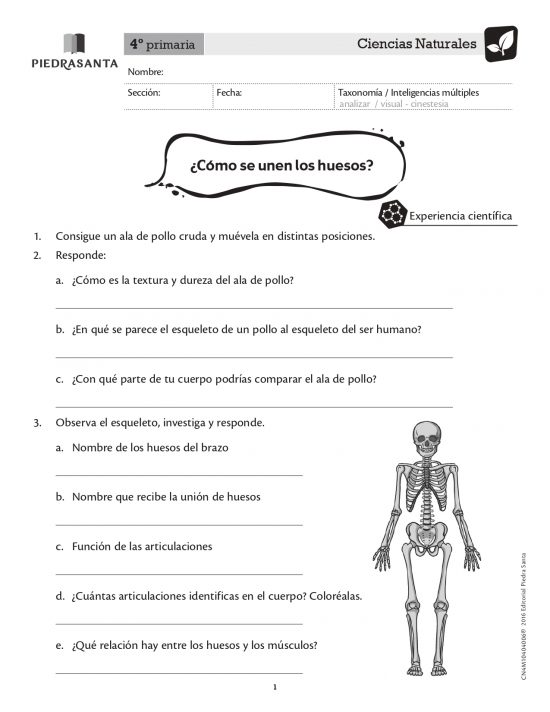 ¿Cómo se unen los huesos?