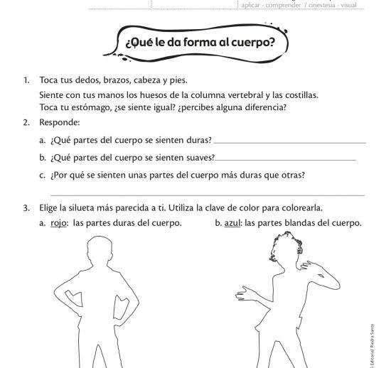 ¿Qué da forma al cuerpo?