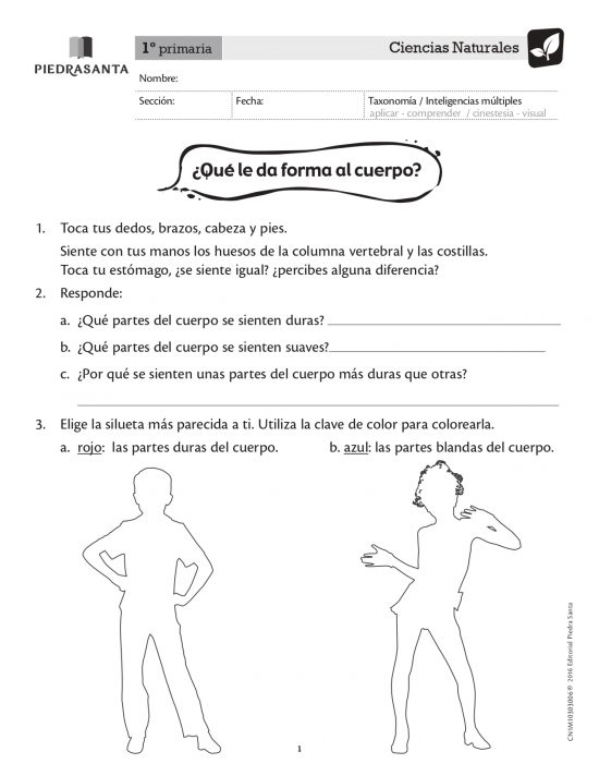 ¿Qué da forma al cuerpo?