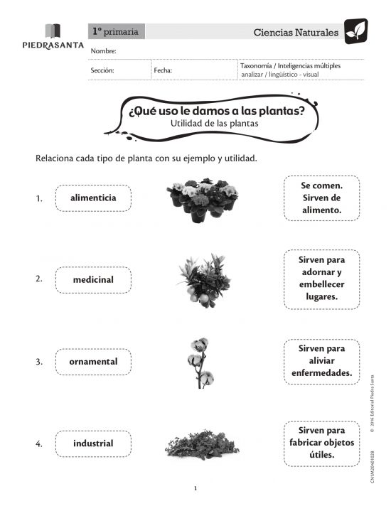¿Qué uso le damos a las plantas?