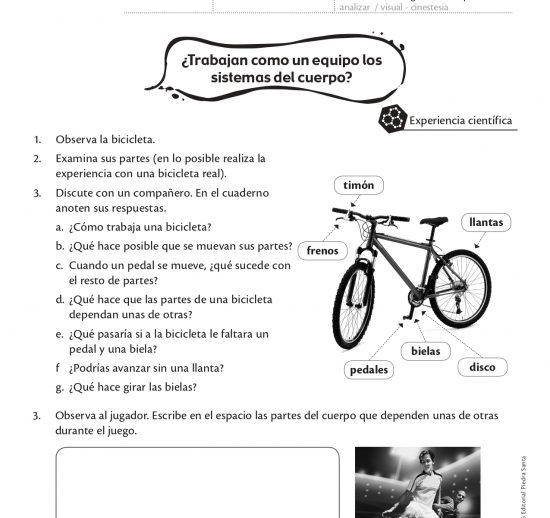 ¿Trabajan en equipo los sistemas del cuerpo?