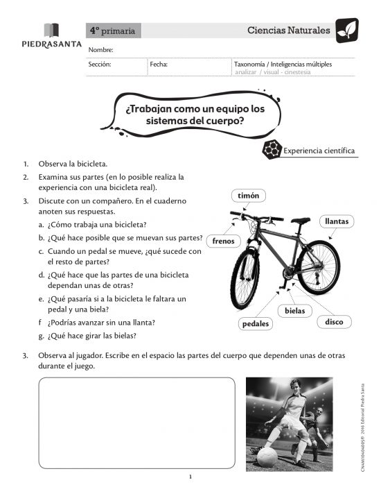 ¿Trabajan en equipo los sistemas del cuerpo?