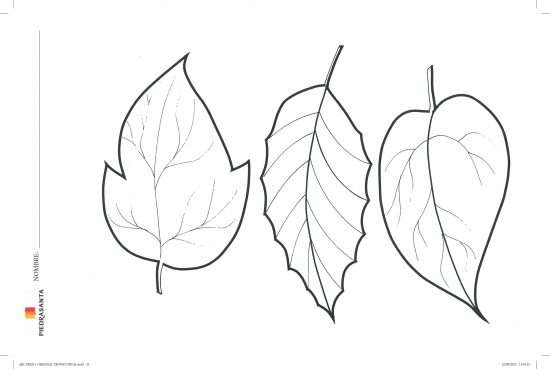 Colorea