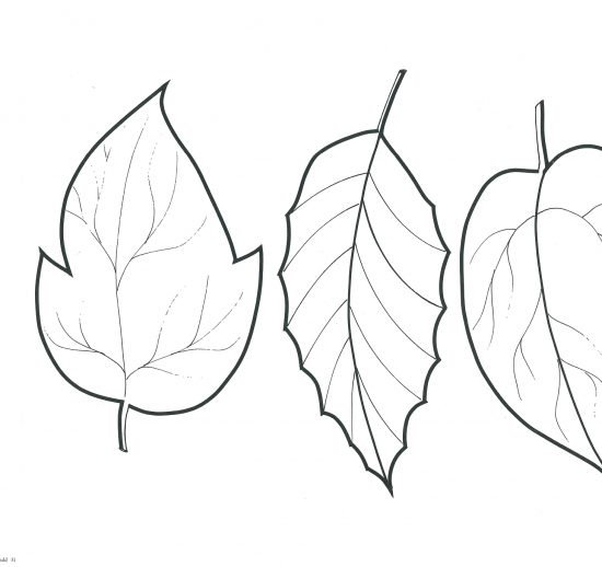 Colorea